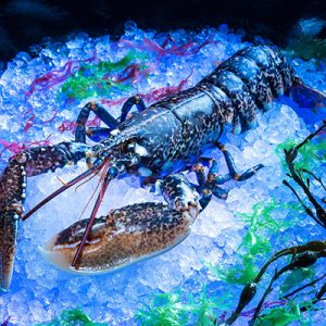 度假｜來澳門看燈賞月渡中秋