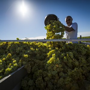 酒店｜美獅美高梅今天正式開幕